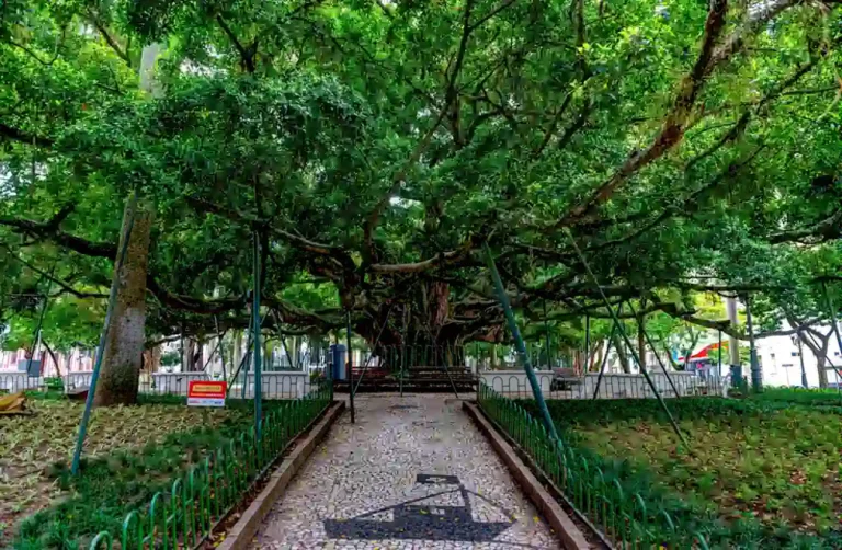 Segredos da Praça XV de Novembro em Florianópolis